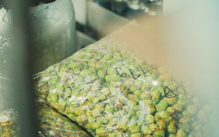 Fresh Hop Series - Green Hop Beers - Part One - Track Brewing Company Limited